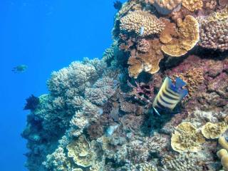 Moore Reef Coral