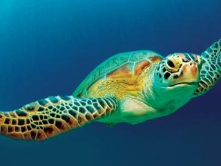 Are Female Turtle’s Taking Over The Great Barrier Reef?