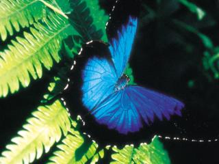 Daintree Rainforest - Ulysses Butterfly