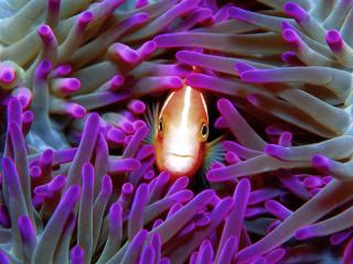 Great Barrier Reef: Scuba Diving v Snorkelling