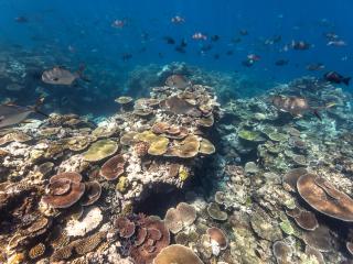 Great Barrier Reef Shows Steady Improvement On Annual Report Card