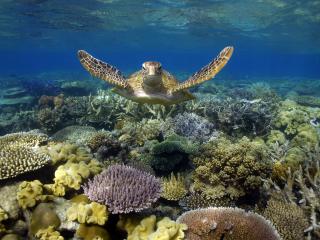 New Townsville Research Centre to Save Great Barrier Reef Green Turtles
