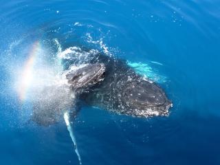 Rare Whale Sighted On Reef For First Time