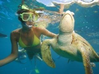 Snorkel with Seaturtles on the Reef
