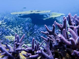 Super Corals May Offer Breathing Space For Great Barrier Reef