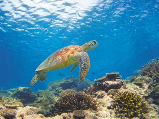 Thousands Of Turtles Migrate To Great Barrier Reef