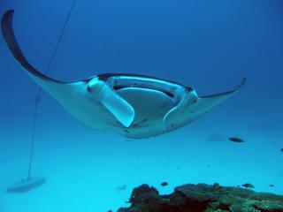 Unique Manta Ray Spotted Off Lady Elliot