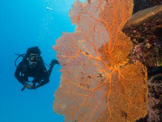 Diver and Fan Coral